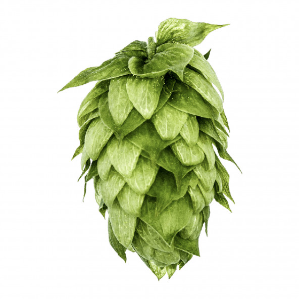 100g Rohhopfen / Hopfendolden "Hallertauer Perle" Alfa 4,2% - nicht vakuumiert