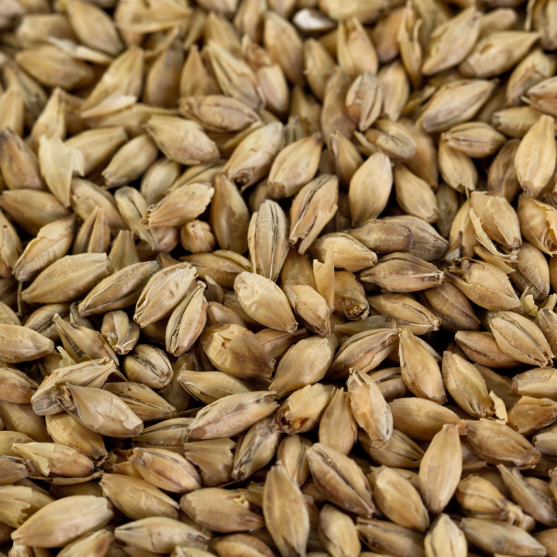 Pilsner Malz für helle Biersorten EBC 3-5